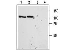 Western blot analysis of mouse (lanes 1 and 3) and rat (lanes 2 and 4) brain lysate: - 1,2. (Sortilin 1 抗体  (Extracellular Domain))