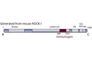 Image no. 1 for anti-rho-Associated, Coiled-Coil Containing Protein Kinase 1 (ROCK1) (AA 906-1012) antibody (ABIN968387) (ROCK1 抗体  (AA 906-1012))