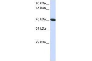 C1ORF159 antibody used at 1 ug/ml to detect target protein. (C1orf159 抗体  (C-Term))