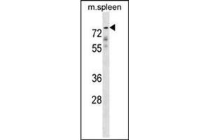 Western blot analysis of GPC2 Antibody (N-term) Cat. (GPC2 抗体  (N-Term))
