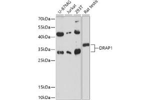 Western blot analysis of extracts of various cell lines, using DR antibody (ABIN7266844) at 1:1000 dilution. (DRAP1 抗体  (AA 50-150))