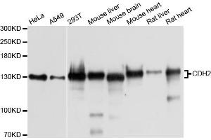 Western blot analysis of extracts of various cell lines, using CDH2 antibody (ABIN5971559) at 1/1000 dilution. (N-Cadherin 抗体)
