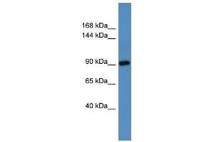 Hps3 antibody used at 0. (HPS3 抗体  (N-Term))