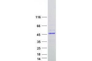 HELT Protein (Myc-DYKDDDDK Tag)