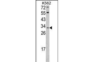 Western blot analysis of ITM2A Antibody (N-term) (ABIN390731 and ABIN2841002) in K562 cell line lysates (35 μg/lane). (ITM2A 抗体  (N-Term))