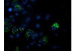 Anti-PDF mouse monoclonal antibody (ABIN2454640) immunofluorescent staining of COS7 cells transiently transfected by pCMV6-ENTRY PDF (RC205788). (GDF15 抗体)
