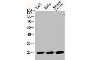 Western Blot analysis of 293T HELA MOUSE-BRAIN cells using Bak Polyclonal Antibody (BAK1 抗体  (N-Term))