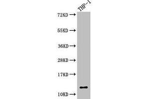 Western Blot Positive WB detected in: THP-1 whole cell lysate All lanes: CSTA antibody at 5. (CSTA 抗体  (AA 2-98))