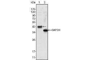Western Blot showing WNT10B antibody used against Hela cell lysate (1). (WNT10B 抗体)