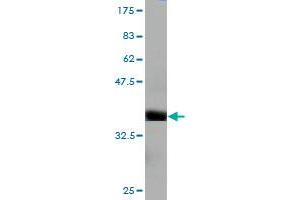 Western Blot detection against Immunogen (37. (HERC3 抗体  (AA 1-109))