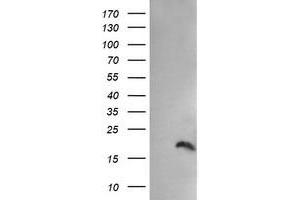 Image no. 1 for anti-Peptidylprolyl Isomerase (Cyclophilin)-Like 3 (PPIL3) antibody (ABIN1500364) (PPIL3 抗体)
