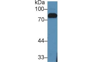 Detection of LTF in Bovine Serum using Polyclonal Antibody to Lactoferrin (LTF) (Lactoferrin 抗体  (AA 25-352))