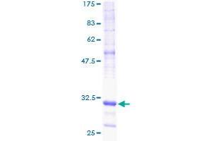 Image no. 1 for NADH Dehydrogenase (Ubiquinone) 1 alpha Subcomplex, 1, 7.5kDa (NDUFA1) (AA 24-70) protein (GST tag) (ABIN1312206) (NDUFA1 Protein (AA 24-70) (GST tag))