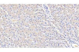 Detection of AT in Bovine Liver Tissue using Polyclonal Antibody to Antithrombin (AT) (SERPINC1 抗体  (AA 33-465))