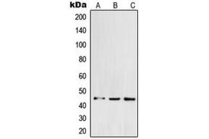 Western blot analysis of POFUT1 expression in K562 (A), HCT116 (B), HeLa (C) whole cell lysates. (POFUT1 抗体  (C-Term))