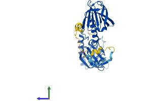 Protein Structure (PS) image for Bardet-Biedl Syndrome 5 (BBS5) (AA 1-341) protein (His tag) (ABIN7552696)