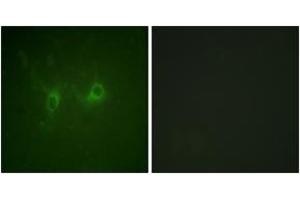 Immunofluorescence (IF) image for anti-Regulator of G-Protein Signaling 16 (RGS16) (AA 141-190) antibody (ABIN2888932) (RGS16 抗体  (AA 141-190))