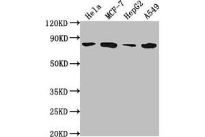 Western Blot Positive WB detected in: Hela whole cell lysate, MCF-7 whole cell lysate, HepG2 whole cell lysate, A549 whole cell lysate All lanes: GRHL1 antibody at 1:2000 Secondary Goat polyclonal to rabbit IgG at 1/50000 dilution Predicted band size: 71, 50, 58 kDa Observed band size: 71 kDa