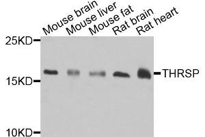 Western blot analysis of extracts of various cell lines, using THRSP antibody. (THRSP 抗体)