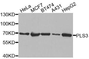 Western blot analysis of extracts of various cell lines, using PLS3 antibody. (Plastin 3 抗体  (AA 1-240))