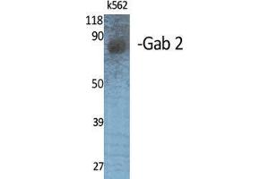 Western Blot (WB) analysis of specific cells using Gab 2 Polyclonal Antibody. (GAB2 抗体  (Internal Region))
