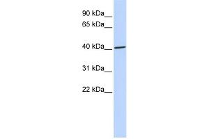 WB Suggested Anti-ZNF696 Antibody Titration:  0. (ZNF696 抗体  (N-Term))