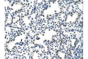 Image no. 1 for anti-Heterogeneous Nuclear Ribonucleoprotein L-Like (HNRPLL) (AA 24-73) antibody (ABIN202737) (HNRPLL 抗体  (AA 24-73))