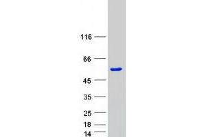 Western Blotting (WB) image for SMAD, Mothers Against DPP Homolog 7 (SMAD7) protein (Myc-DYKDDDDK Tag) (ABIN2732224)