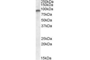Image no. 1 for anti-Glutamate Receptor, Ionotropic, AMPA 4 (GRIA4) (Internal Region) antibody (ABIN375014) (GRIA4 抗体  (Internal Region))