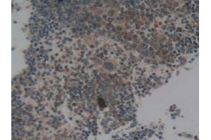 IHC-P analysis of Mouse Spleen Tissue, with DAB staining. (NCF4 抗体  (AA 111-339))