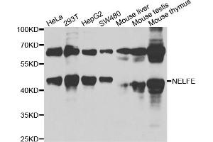 Western blot analysis of extracts of various cell lines, using NELFE antibody (ABIN6289947) at 1:1000 dilution. (RDBP 抗体)
