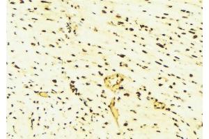 ABIN6276439 at 1/100 staining Mouse liver tissue by IHC-P. (PARK7/DJ1 抗体  (C-Term))