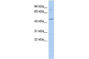 WB Suggested Anti-FBXO39 Antibody Titration: 0. (FBXO39 抗体  (N-Term))