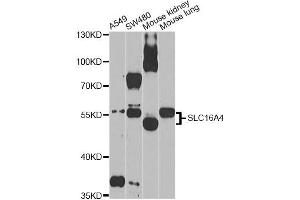Western blot analysis of extracts of various cell lines, using SLC16A4 Antibody (ABIN5971547) at 1/1000 dilution. (SLC16A4 抗体)