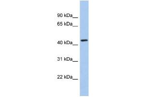 WB Suggested Anti-KCTD10 Antibody Titration:  0. (KCTD10 抗体  (Middle Region))