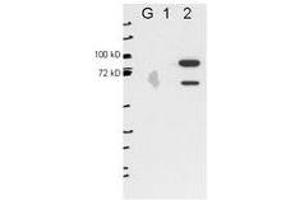 Image no. 1 for anti-Epithelial Splicing Regulatory Protein 2 (ESRP2) antibody (ABIN1101390) (ESRP2 抗体)