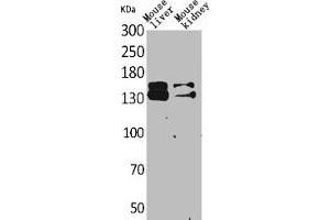 Western Blot analysis of mouse liver mouse kidney cells using RFC1 Polyclonal Antibody (RFC1 抗体  (Internal Region))