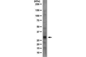 Rat brain lysate was resolved by electrophoresis, transferred to PVDF and probed with anti-Prion Protein, clone 2G11 (1 µg/mL). (PRNP 抗体)