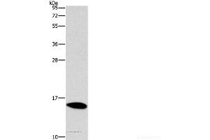 Western Blot analysis of Mouse brain tissue using CST4 Polyclonal Antibody at dilution of 1:1450 (CST4 抗体)