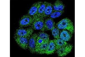 Confocal immunofluorescent analysis of c-Abl antibody with MCF-7 cells followed by Alexa Fluor 488-conjugated goat anti-rabbit lgG (green). (ABL1 抗体  (AA 741-769))