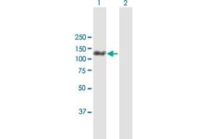 Western Blot analysis of MORC3 expression in transfected 293T cell line by MORC3 MaxPab polyclonal antibody. (MORC3 抗体  (AA 1-939))