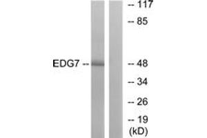 Western blot analysis of extracts from Jurkat cells, using EDG7 Antibody. (LPAR3 抗体  (AA 281-330))