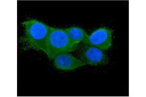 IF analysis of Thioredoxin 2/TXN2 using anti-Thioredoxin 2/TXN2 antibody (ABIN7602148).
