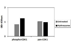 HeLa cells were treated or untreated with Hydroxyurea. (CDK1 ELISA 试剂盒)