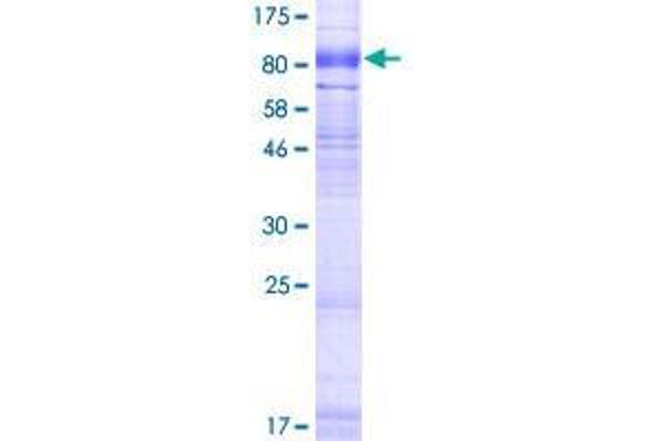 SLC6A16 Protein (AA 1-659) (GST tag)