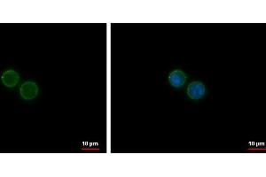 ICC/IF Image CD19 antibody [C1C3] detects CD19 protein at membrane by immunofluorescent analysis. (CD19 抗体)
