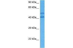 Host:  Mouse  Target Name:  SP1  Sample Tissue:  Mouse Heart  Antibody Dilution:  1ug/ml (SP1 抗体  (C-Term))