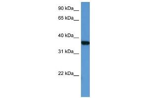 MAPKAPK2 antibody (70R-10034) used at 0. (MAPKAP Kinase 2 抗体  (Middle Region))