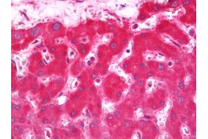 Immunohistochemistry (IHC) image for anti-Cytochrome B5 Type A (Microsomal) (CYB5A) antibody (HRP) (ABIN1958078)