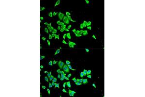 Immunofluorescence analysis of HeLa cells using SERPINB1 antibody. (SERPINB1 抗体  (AA 100-379))